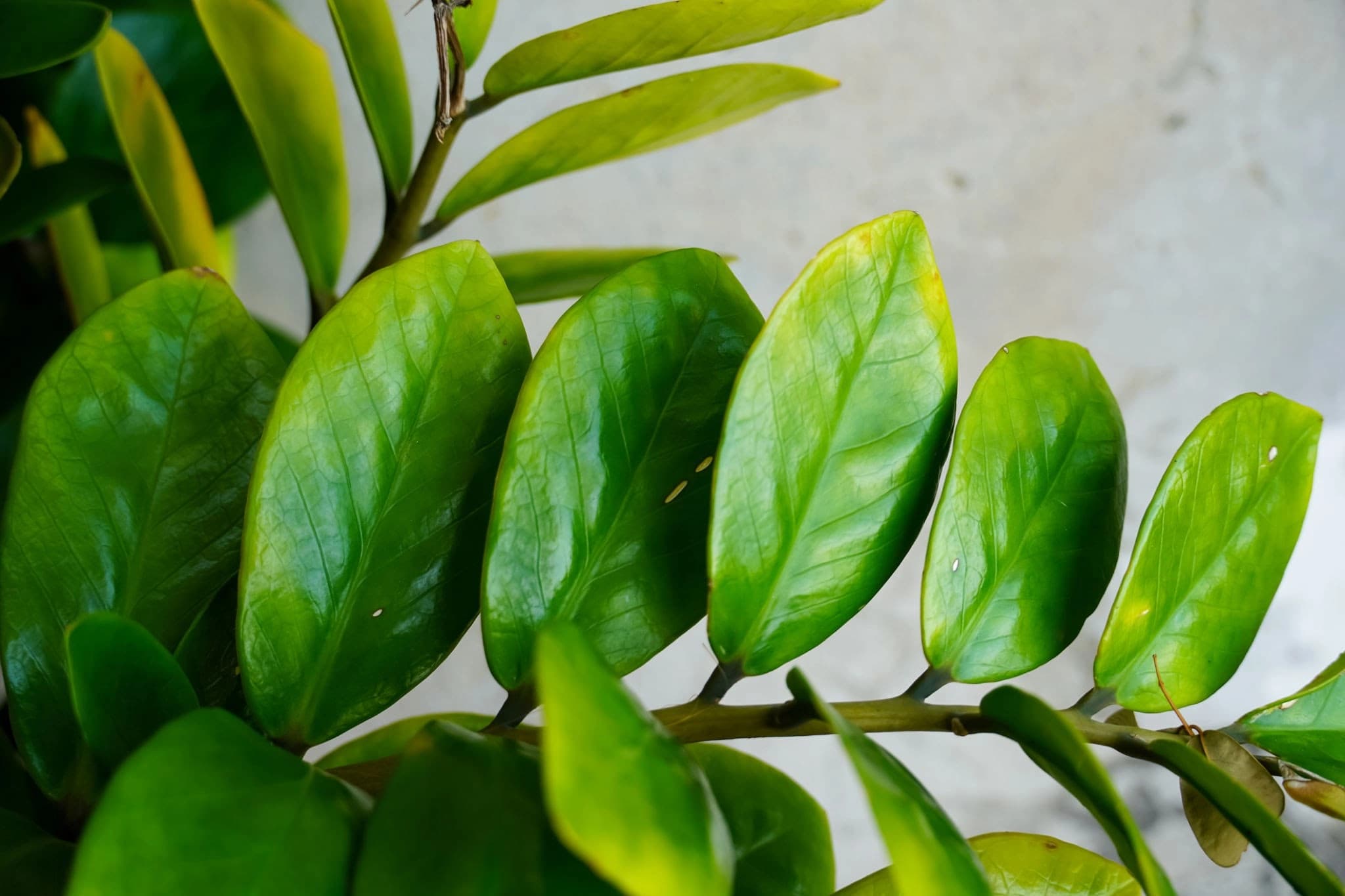 Close-up of glossy ZZ Plant leaves