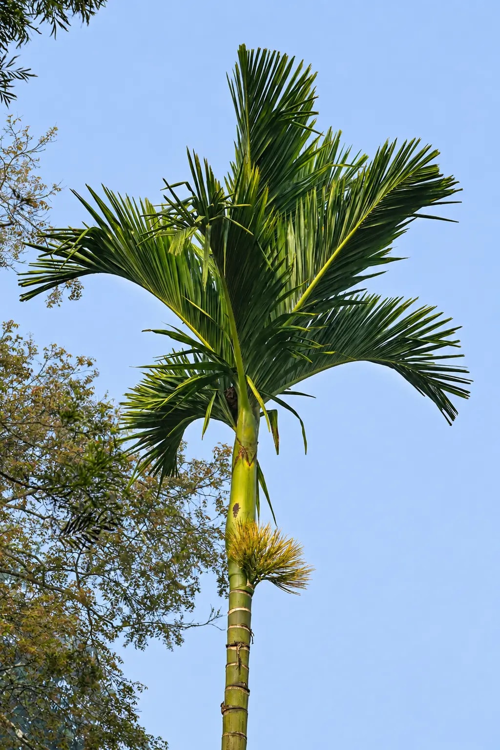 Areca catechu palm growing outdoors