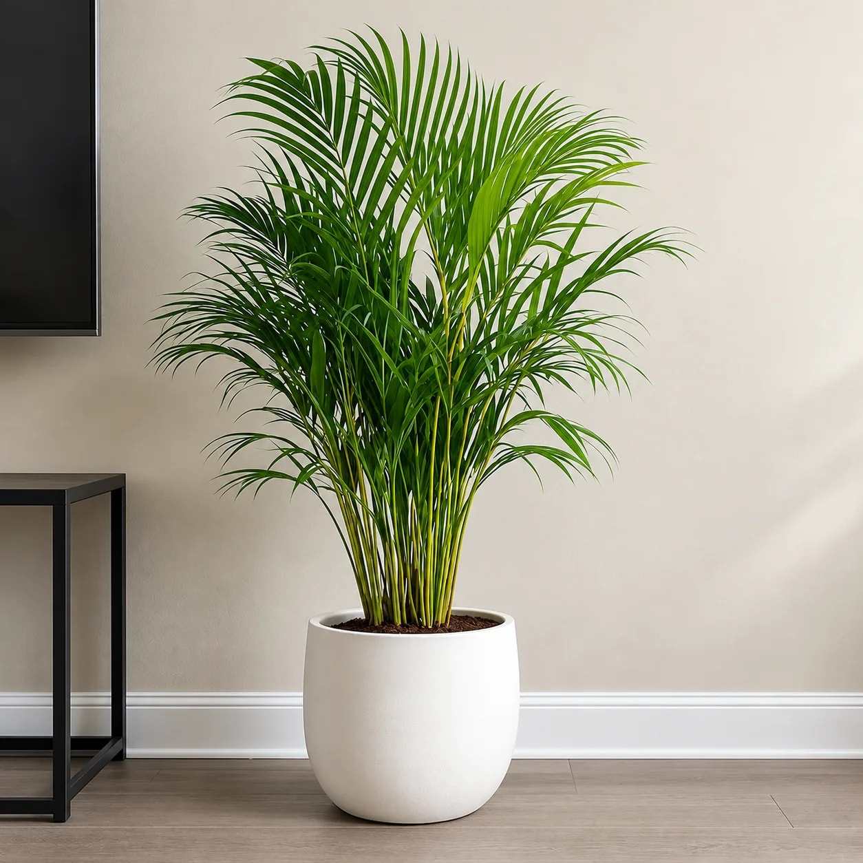 Healthy Areca Palm with lush green fronds growing indoors