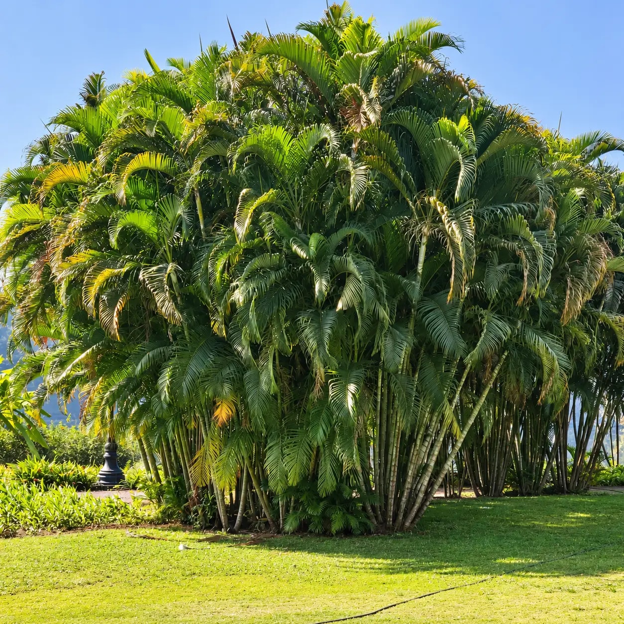 Dypsis lutescens Areca Palm with arching green fronds