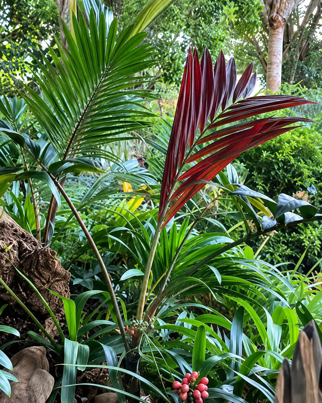 Areca macrocarpa palm growing in a tropical setting
