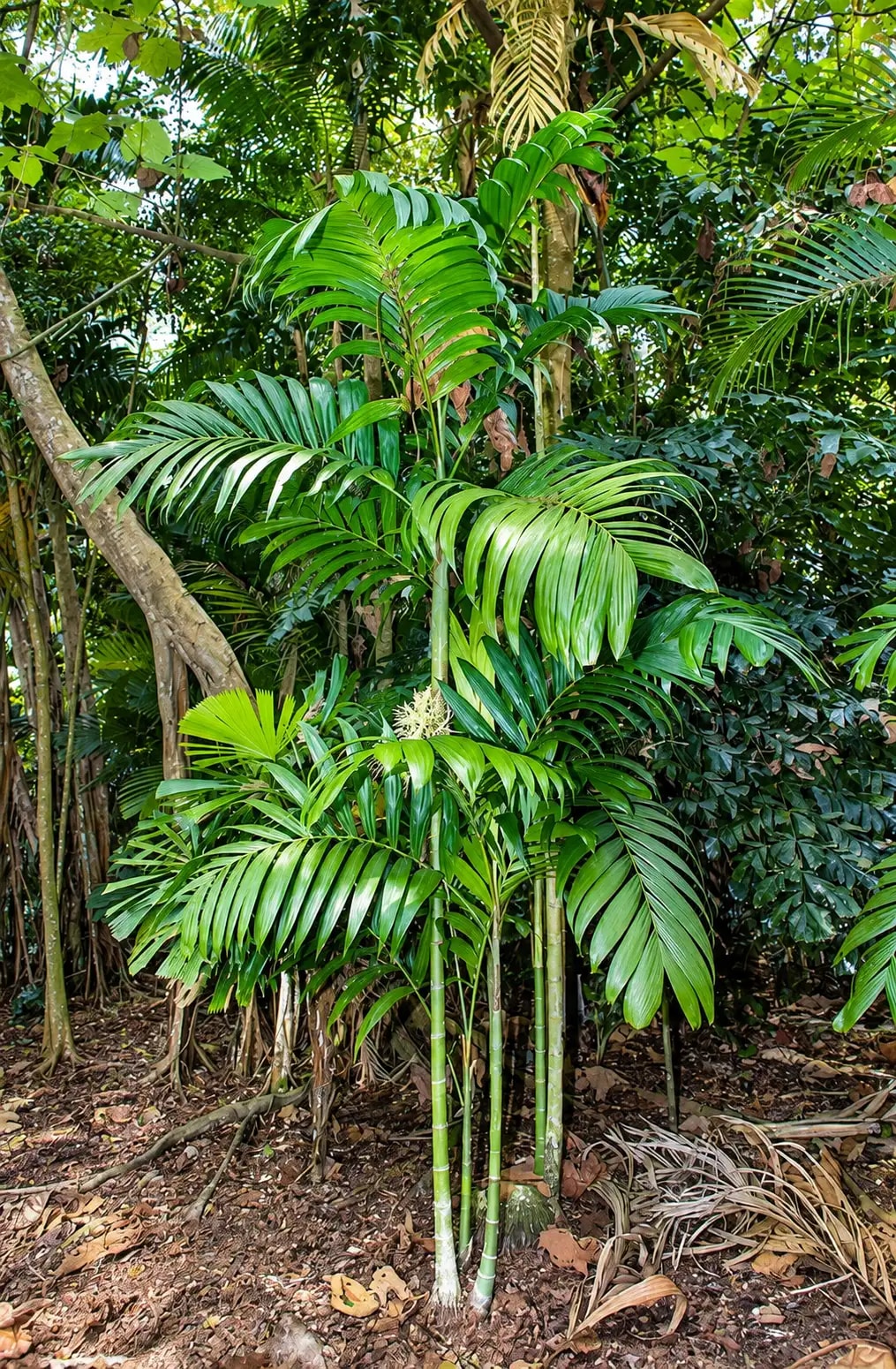 Areca triandra palm with green foliage