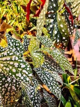 Angel Wing Begonia with spotted leaves and blooms