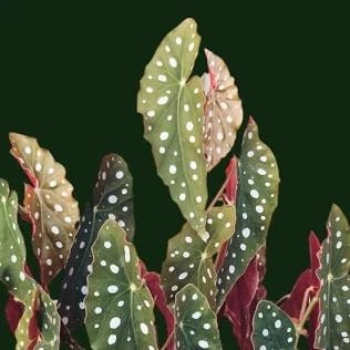 Polka Dot Begonia Maculata with dotted leaves