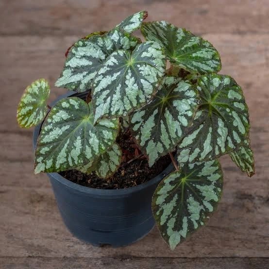Rex Begonia with colorful painted foliage