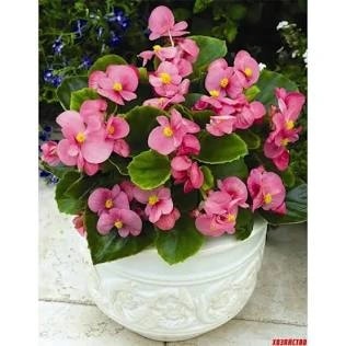 Wax Begonia with glossy foliage and flowers