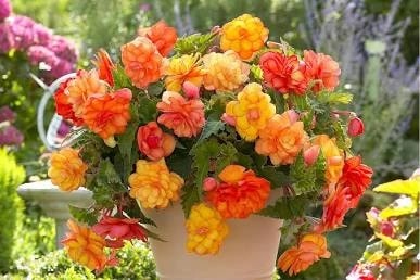 Healthy Begonia indoor plant with colorful foliage