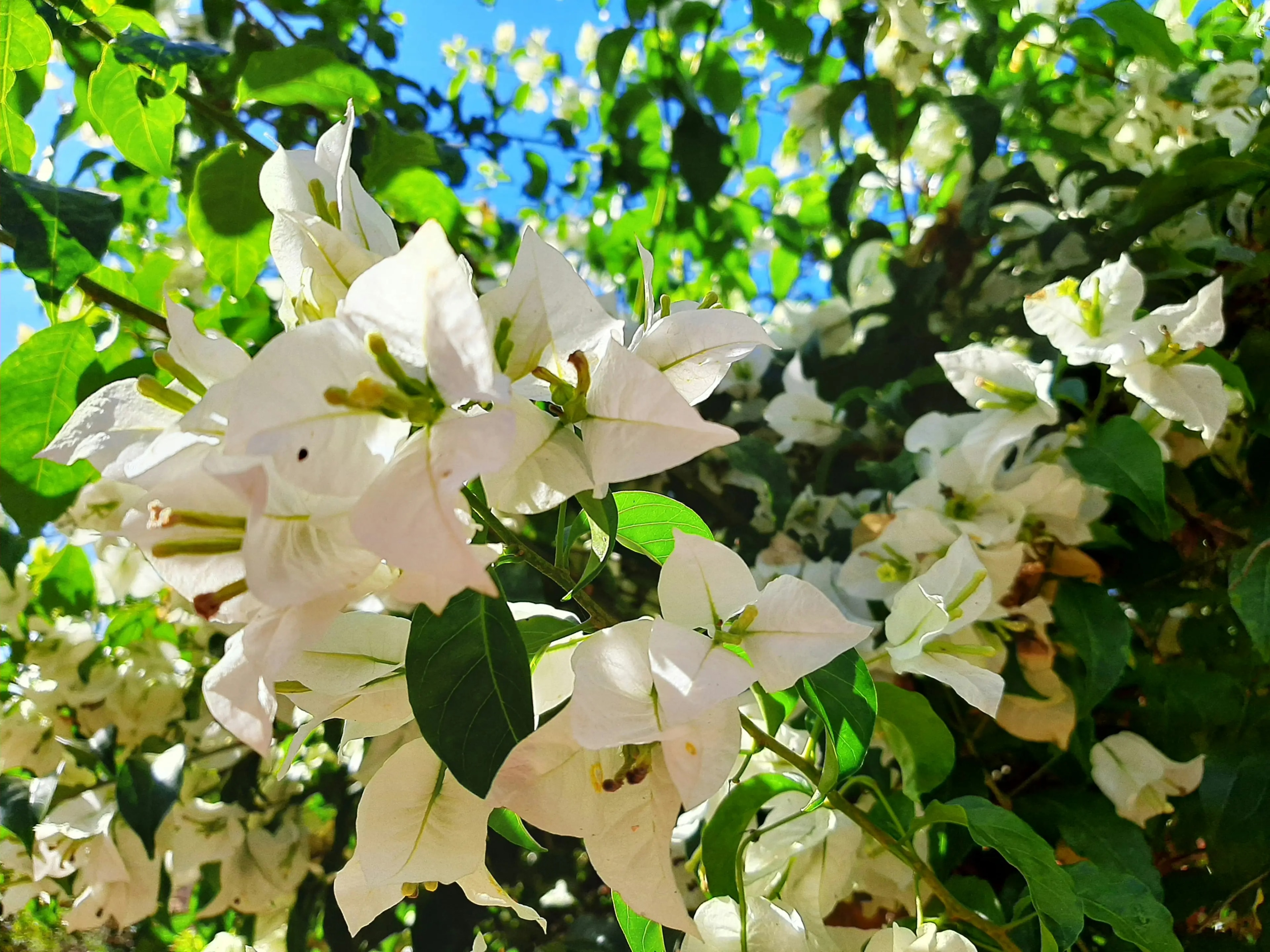Bougainvillea hybrid with bright ornamental bracts