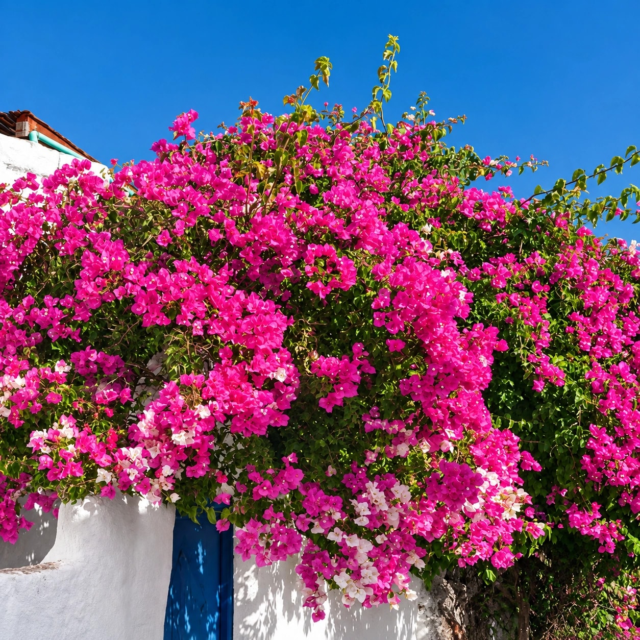 Healthy Bougainvillea plant with colourful flowers growing outdoors