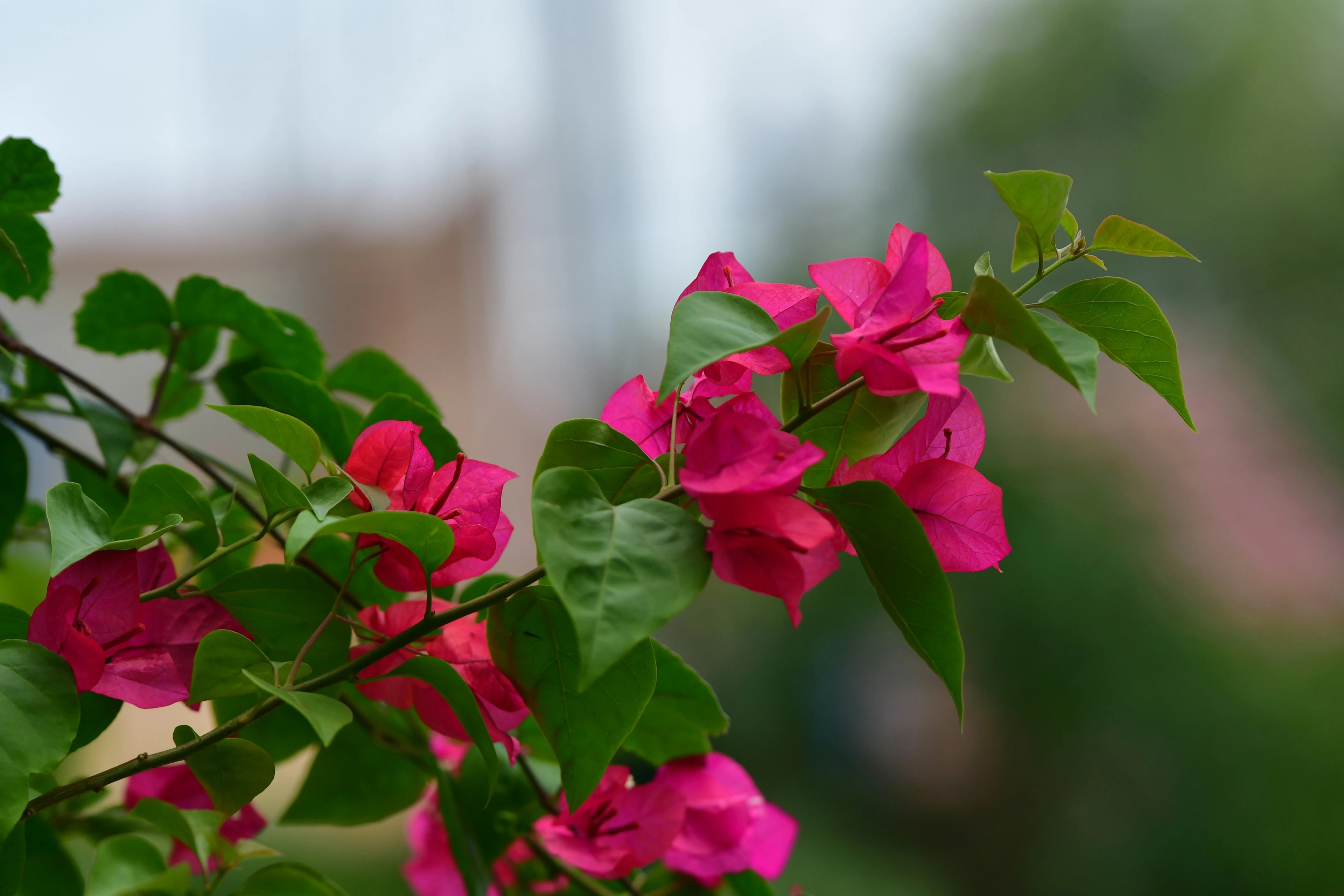 Bougainvillea peruviana growing in a sunny outdoor location
