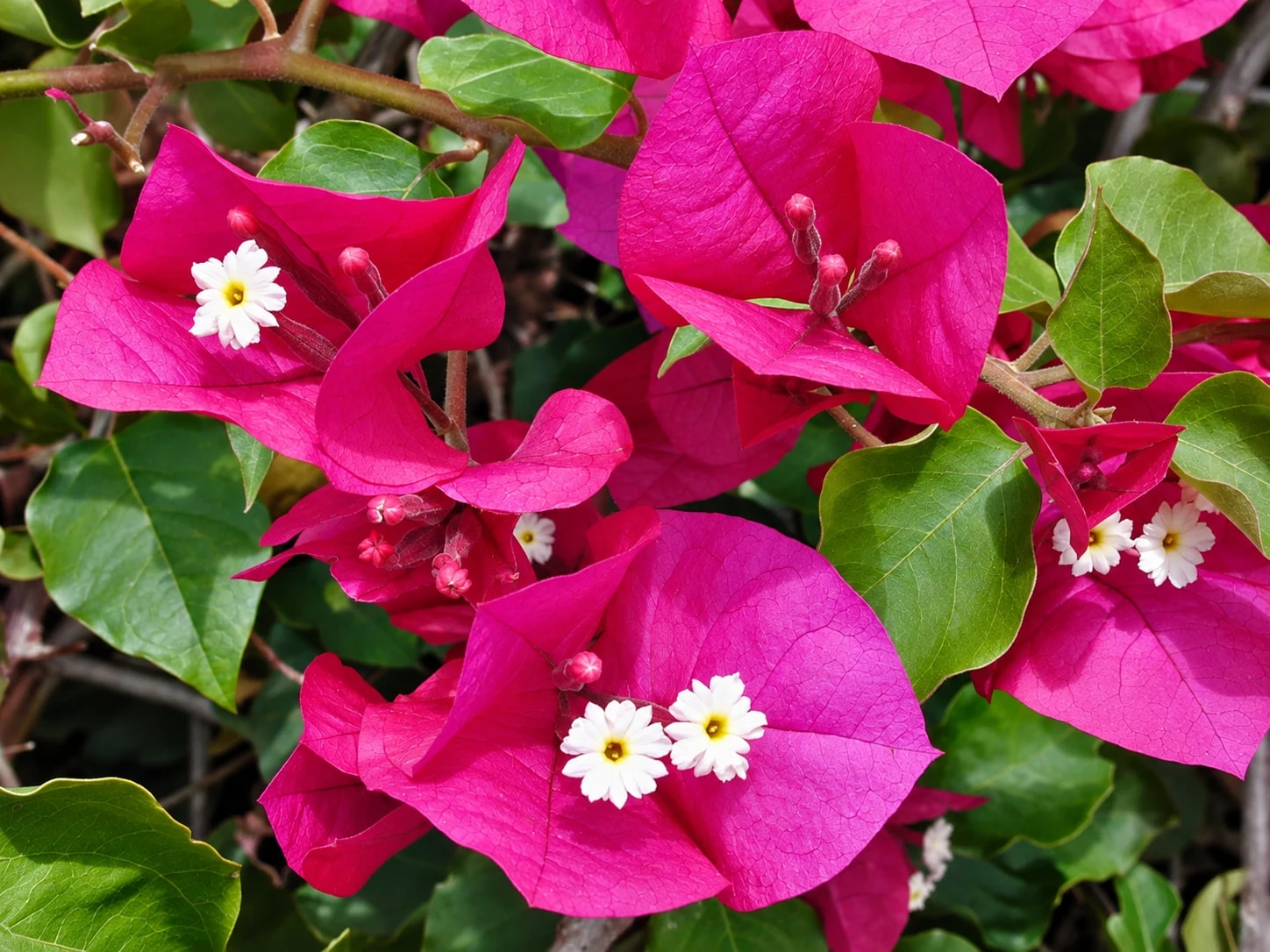 Bougainvillea spectabilis growing outdoors with colourful bracts