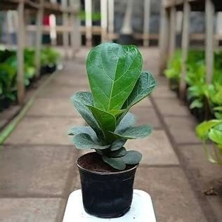 Fiddle Leaf Fig Bambino compact indoor plant
