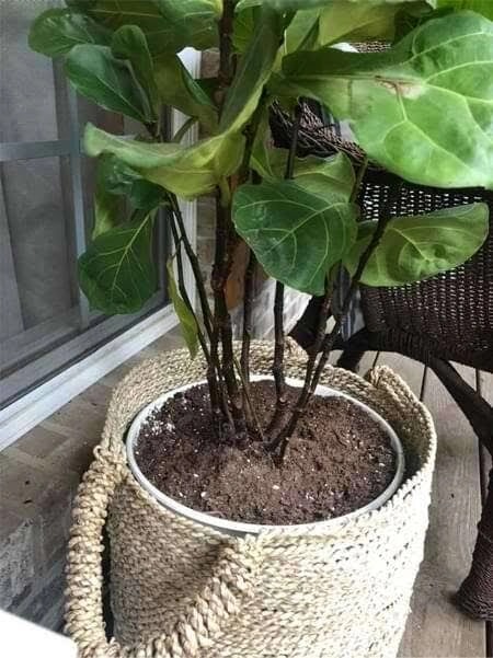 Fiddle Leaf Fig Bush form with fuller growth