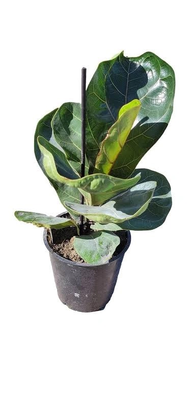 Compacta Fiddle Leaf Fig indoor plant