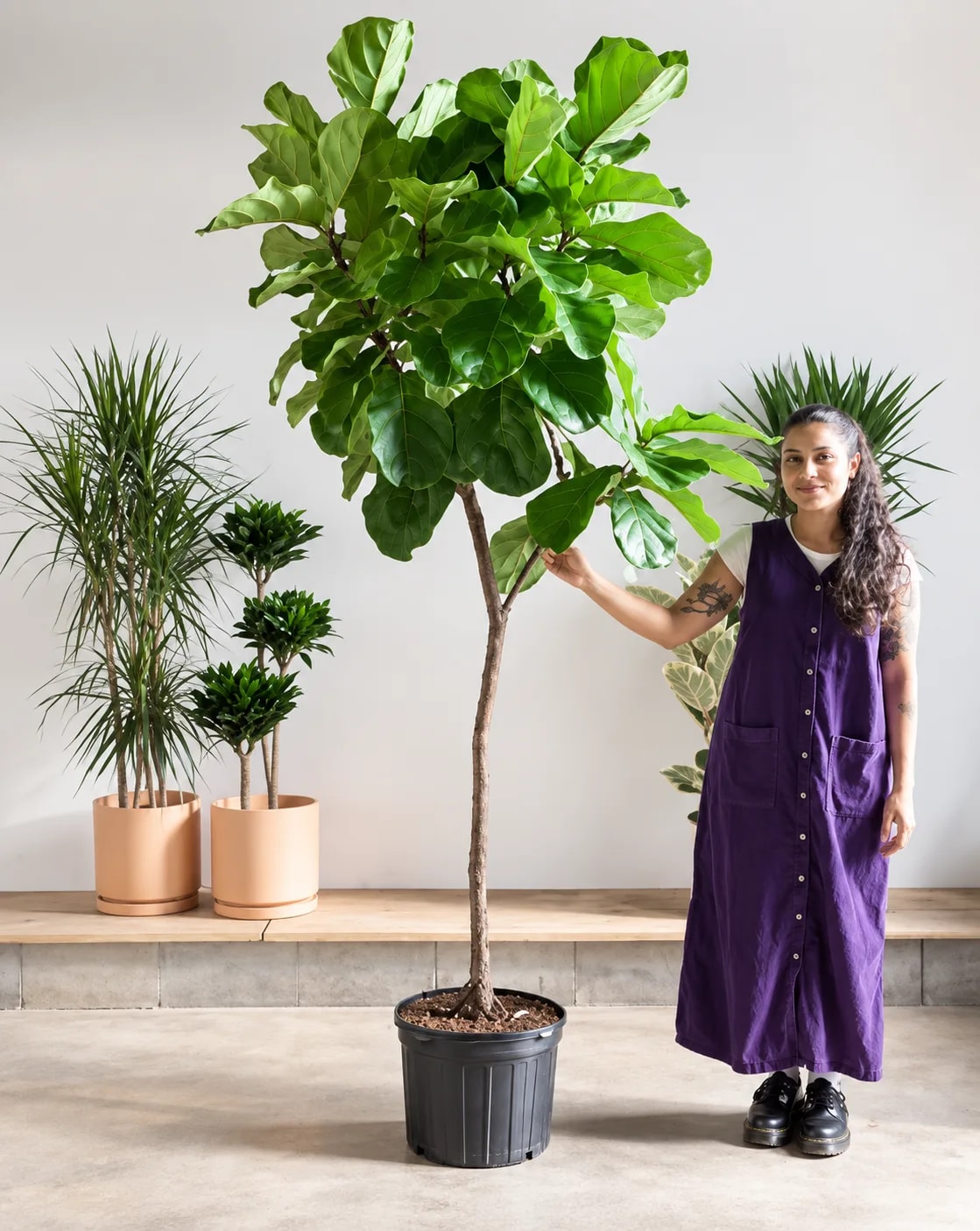 Ficus lyrata Fiddle Leaf Fig with large violin-shaped leaves