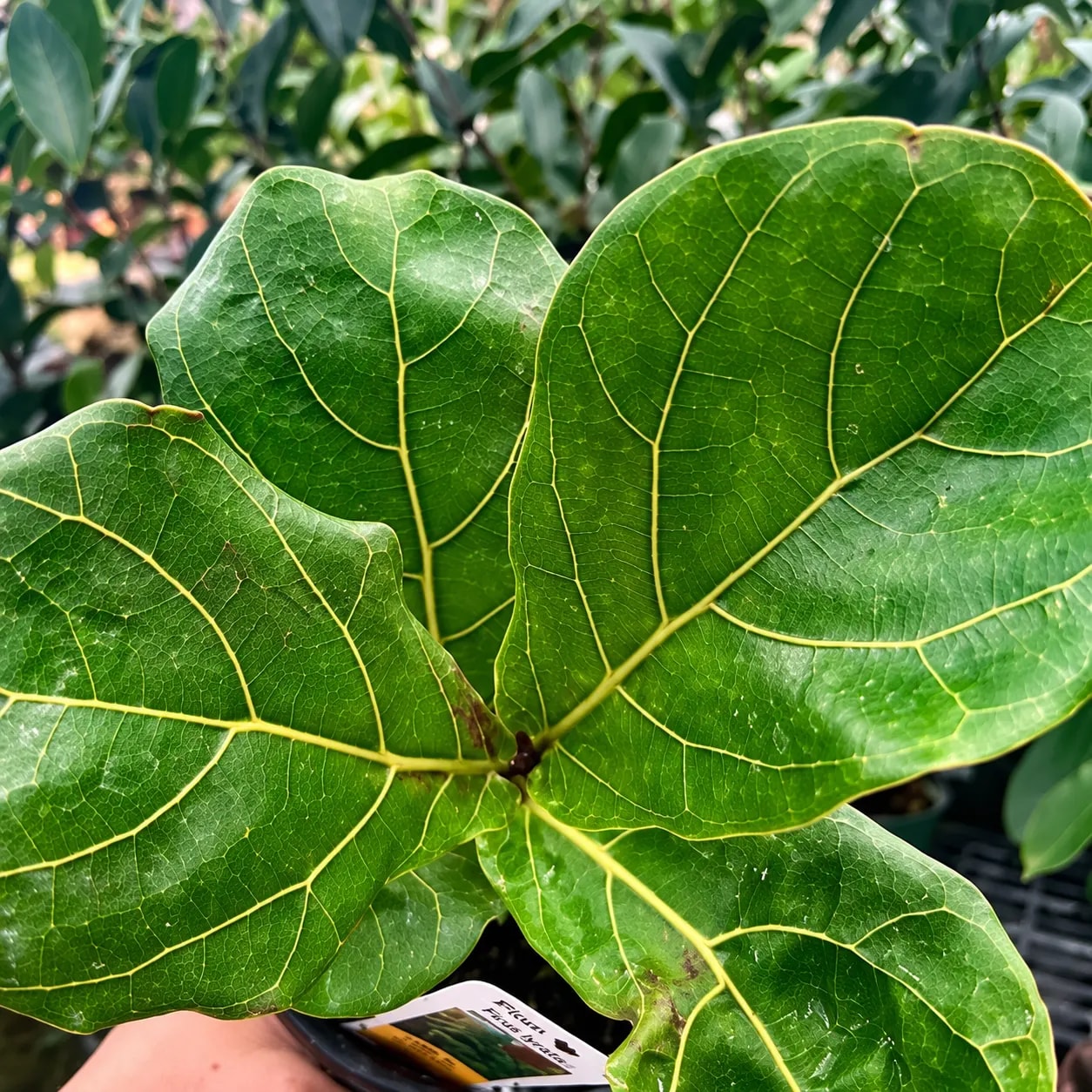 Fiddle Leaf Fig Suncoast indoor plant