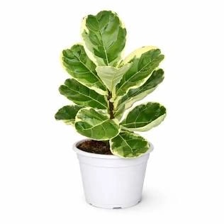 Variegated Fiddle Leaf Fig with patterned foliage