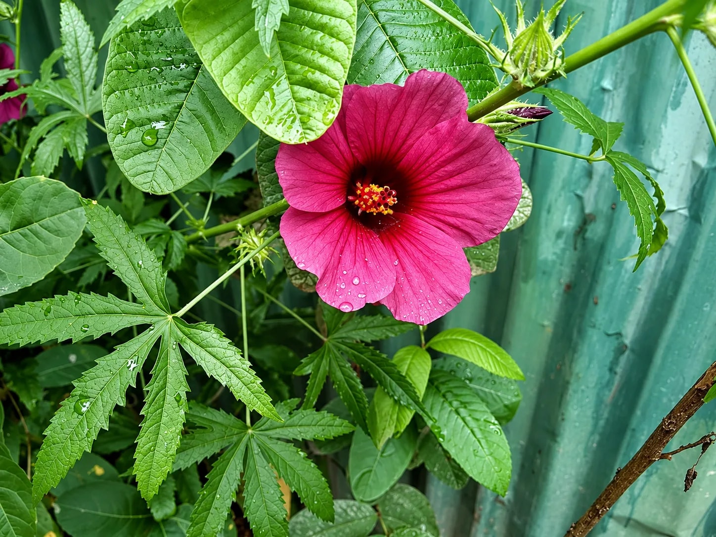 Hibiscus cannabinus growing in a sunny outdoor location