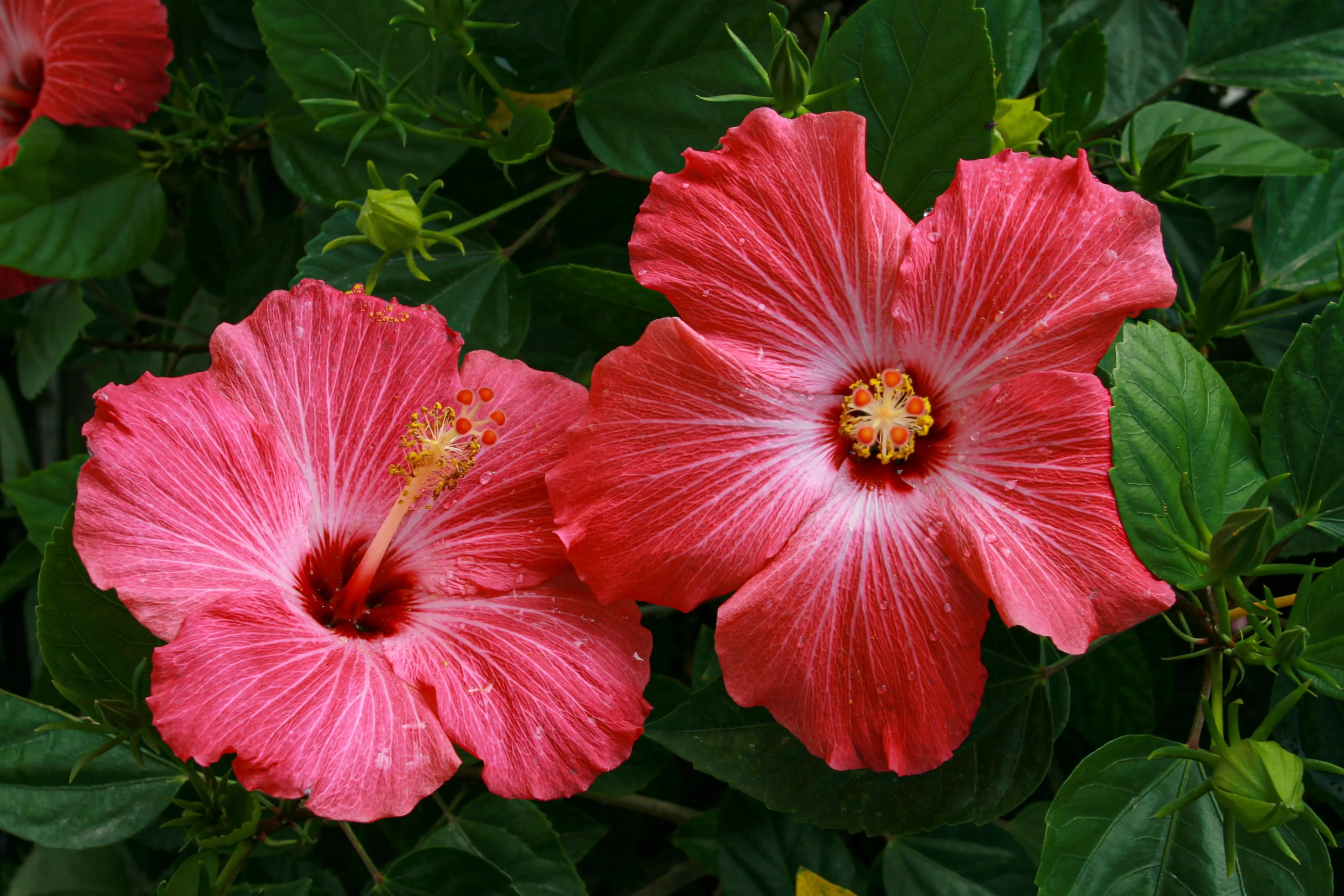 Healthy Hibiscus plant with colourful flowers growing outdoors