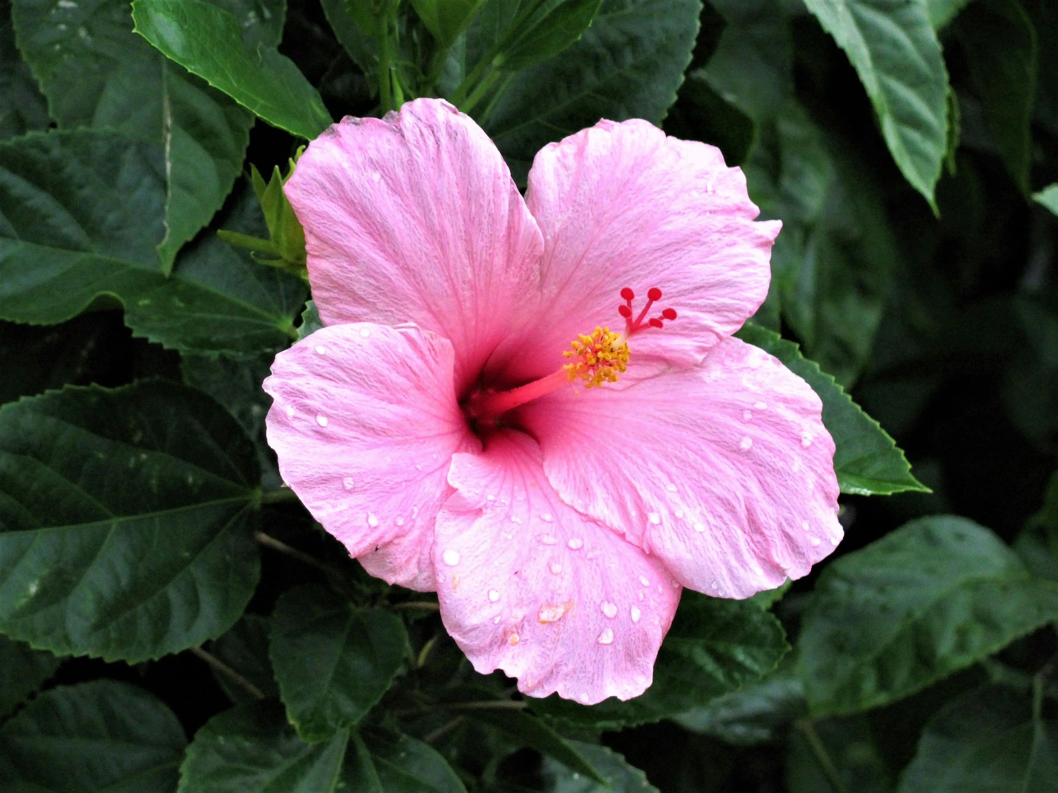 Hibiscus moscheutos with large flowers