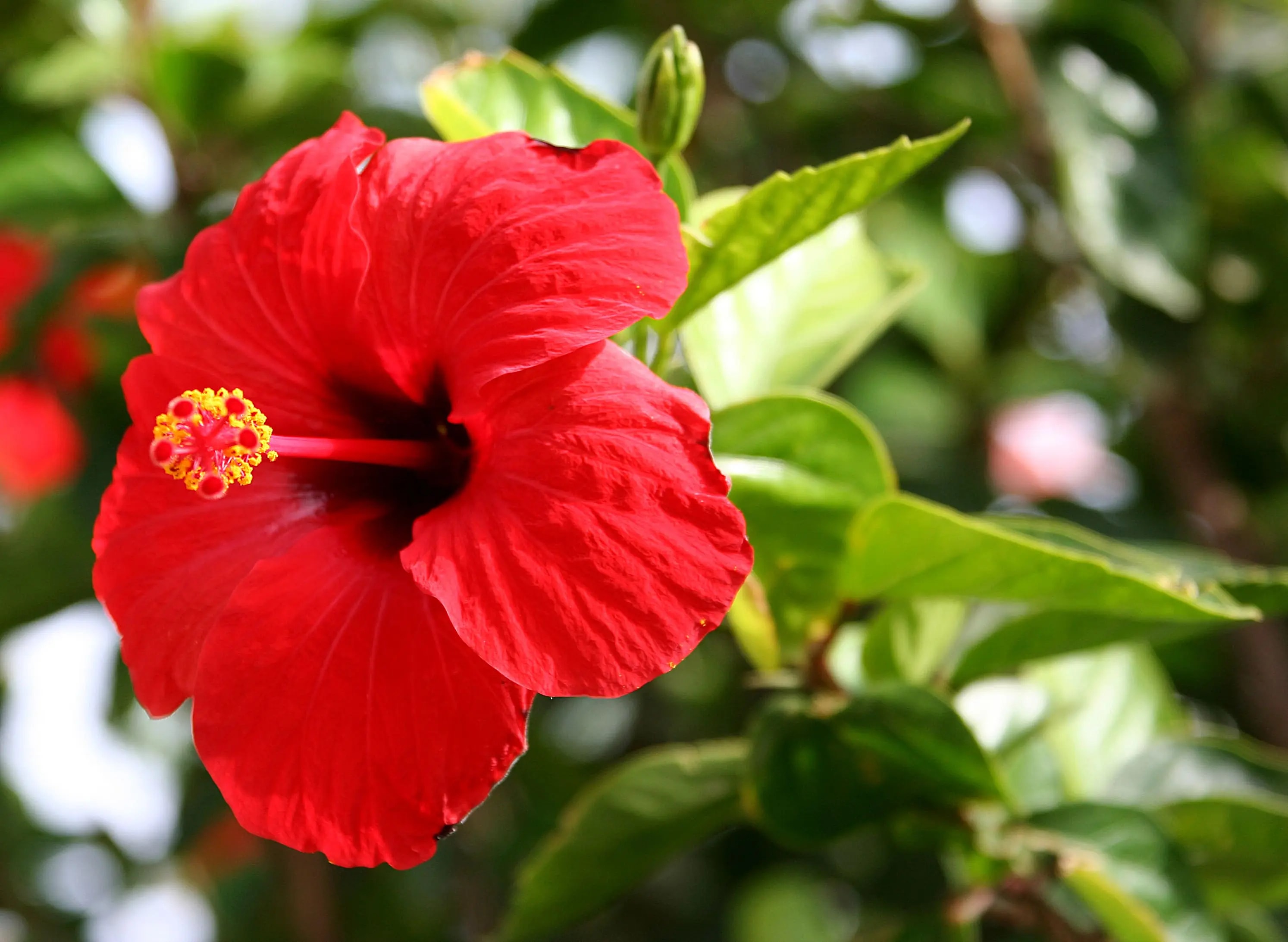 Hibiscus rosa-sinensis growing outdoors with colourful flowers