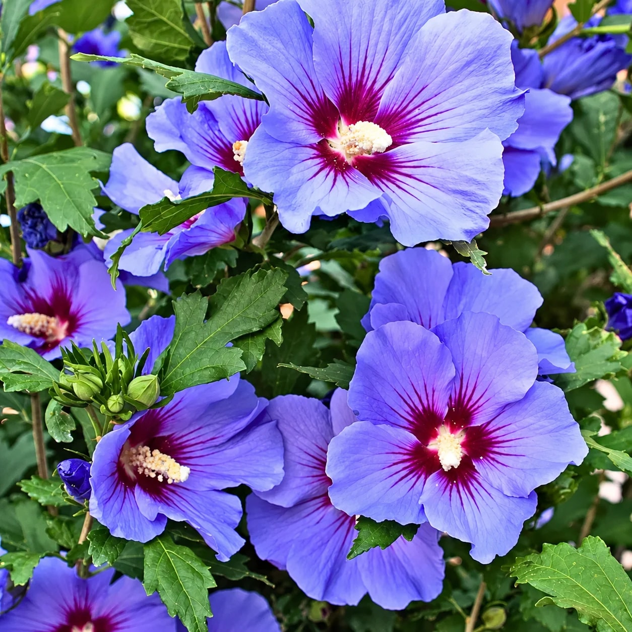 Hibiscus syriacus with flowers and green foliage