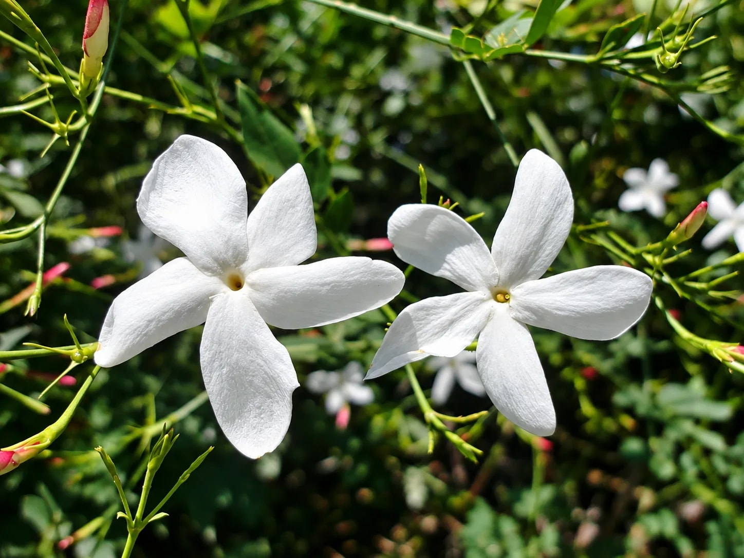 Jasminum grandiflorum with white jasmine flowers