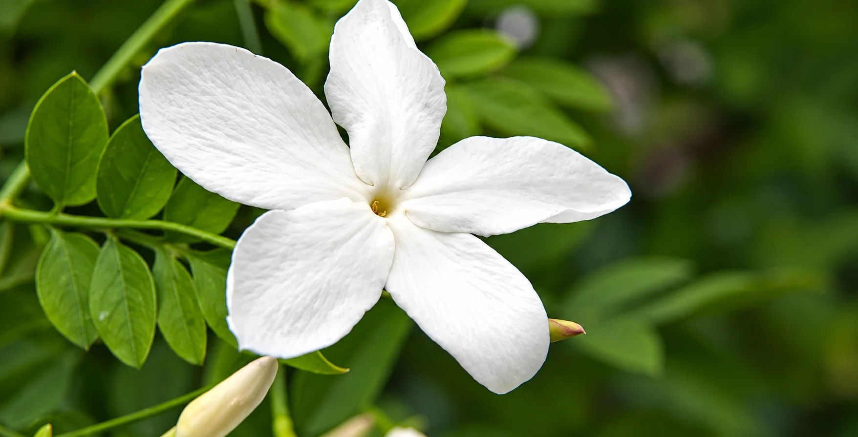 Jasmine plant with fragrant white flowers growing outdoors