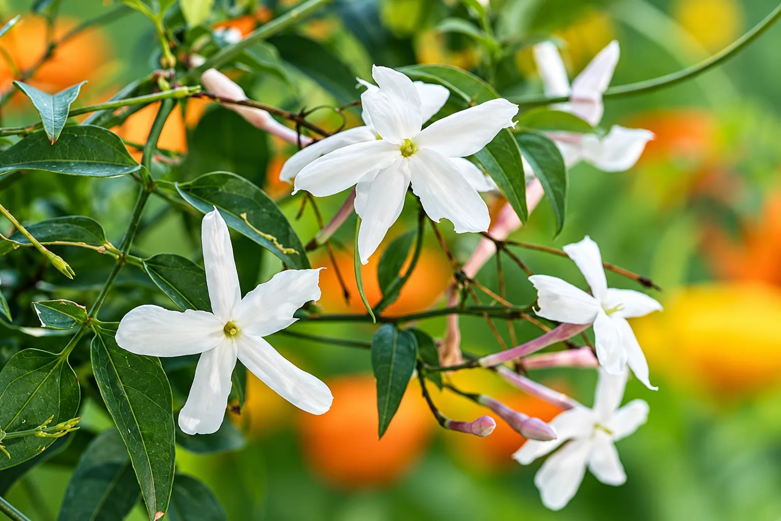 Jasminum officinale jasmine plant flowering outdoors