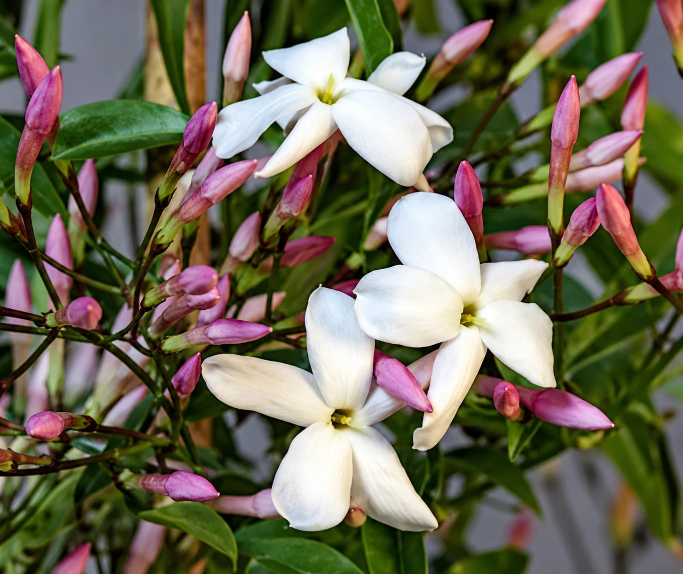 Jasminum polyanthum flowering on a plant