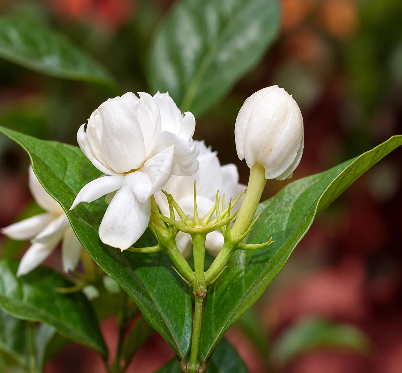 Jasmine sambac plant with fragrant white flowers