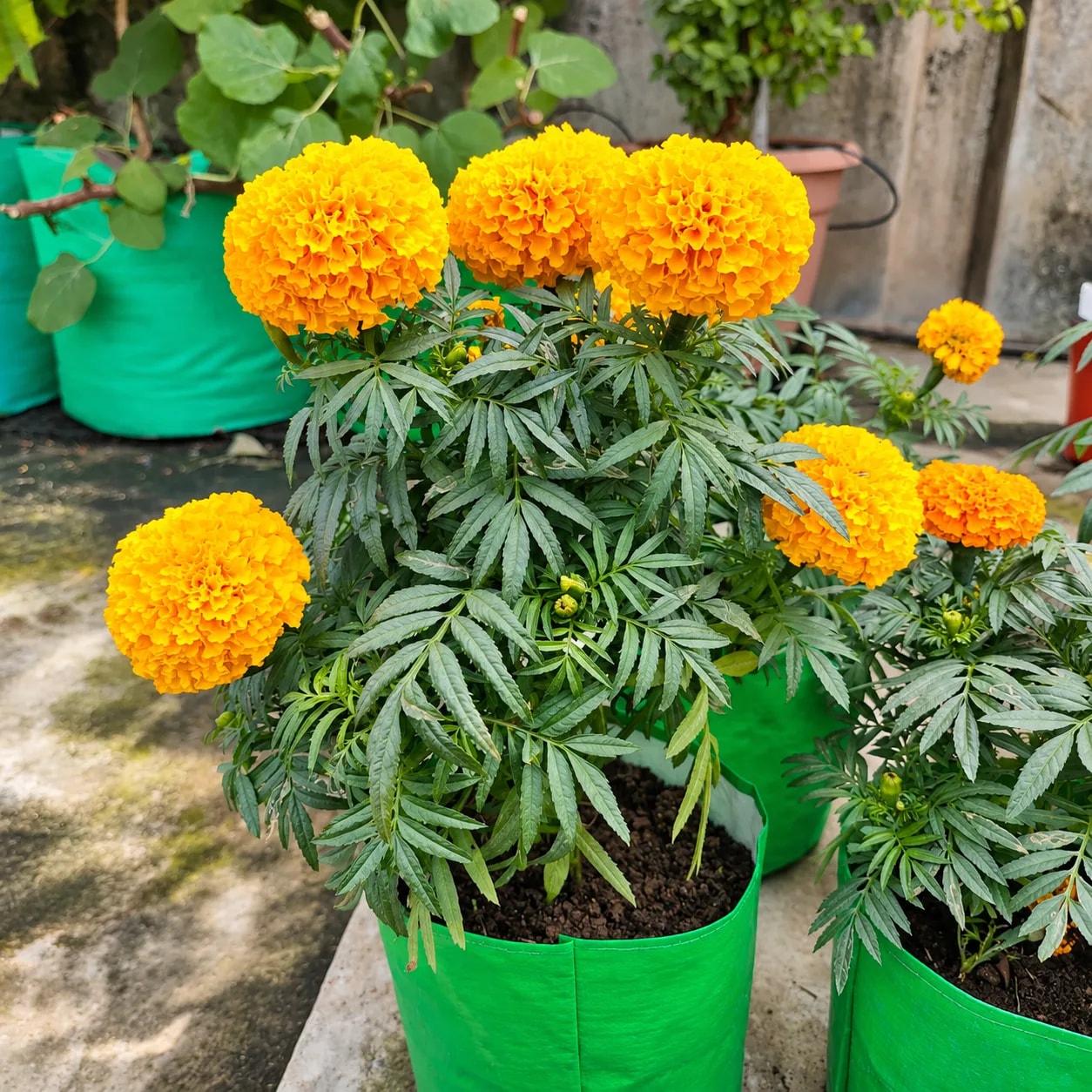 African Marigold plant with large orange flowers