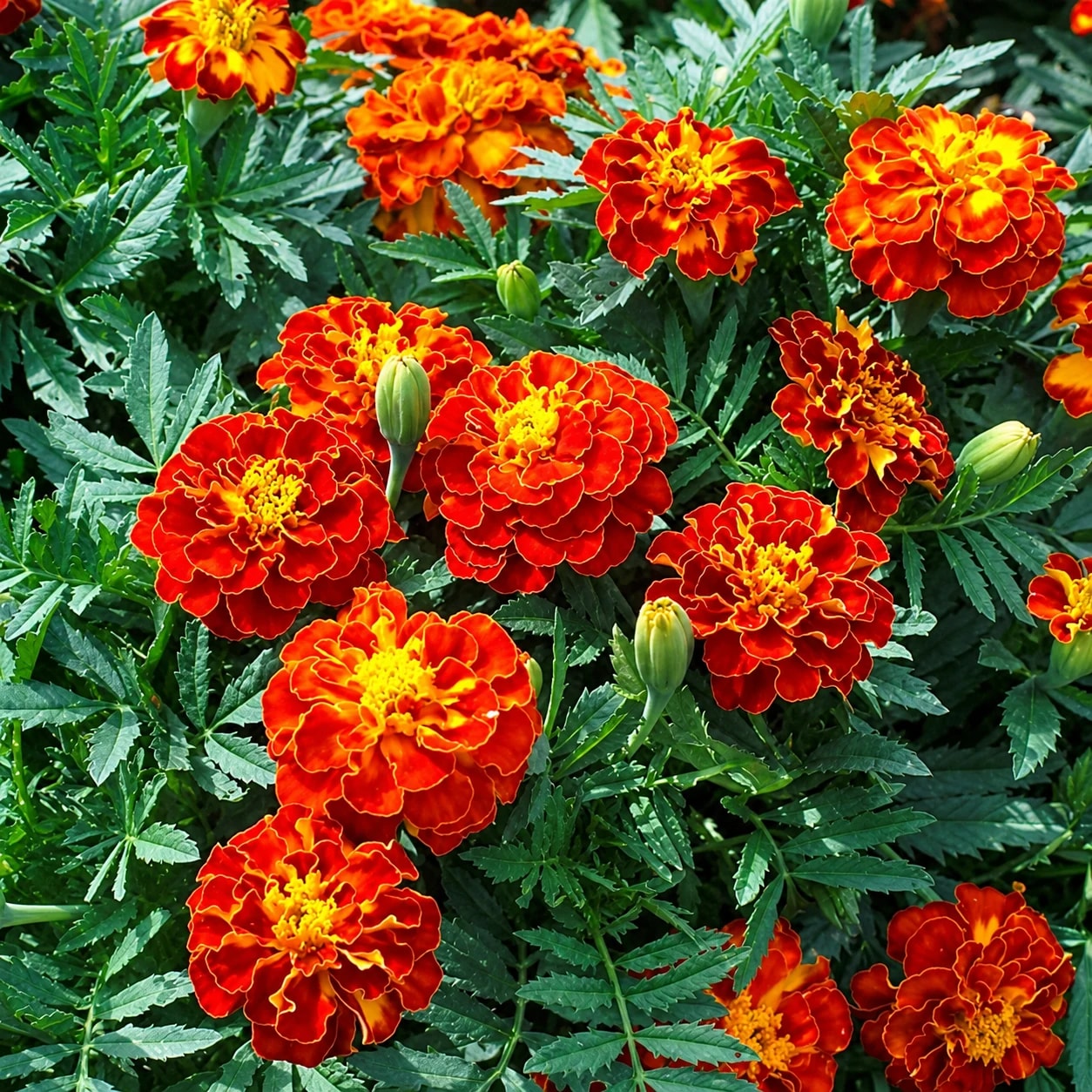 French Marigold plant with colourful flowers
