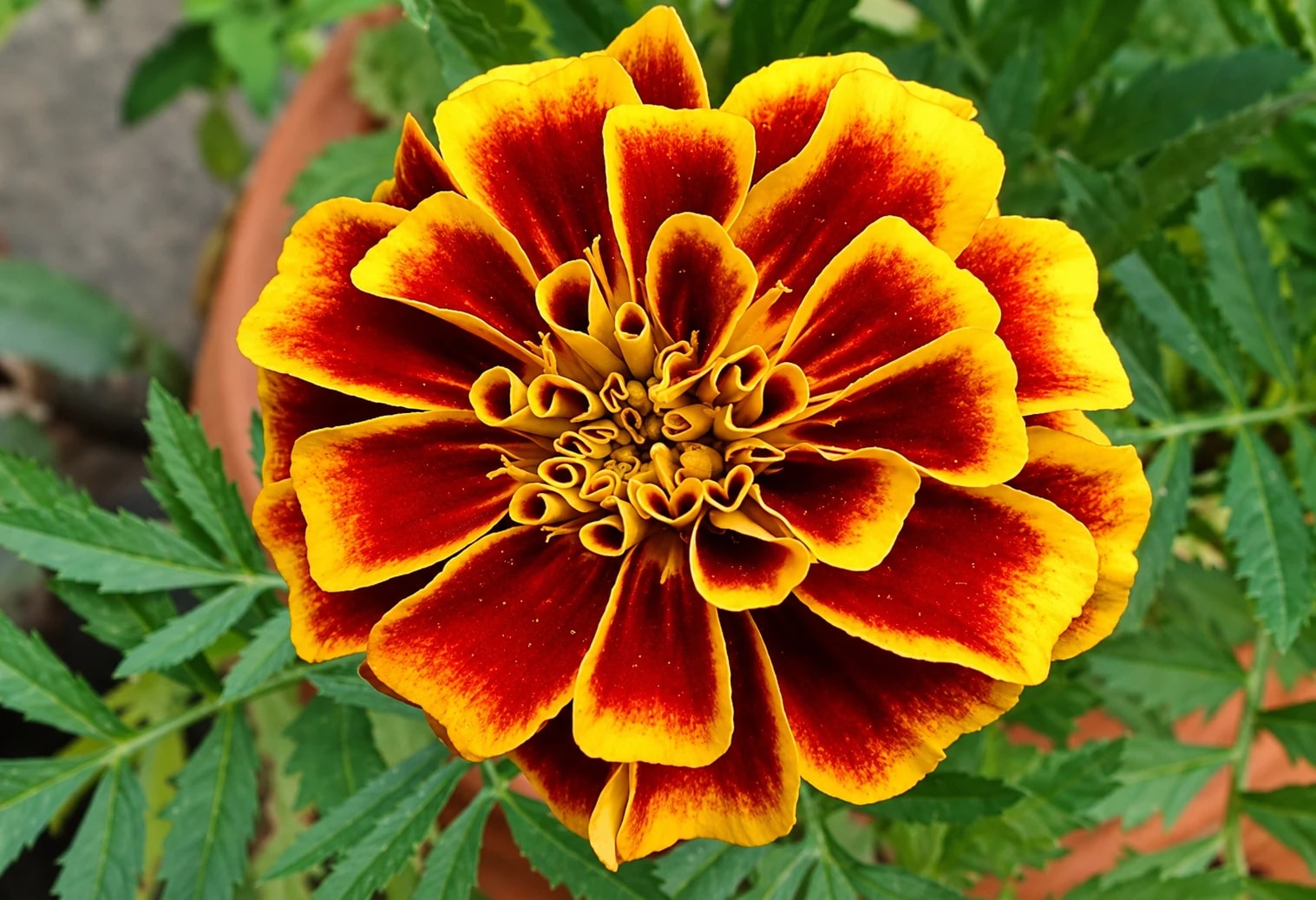 Marigold plant with bright colourful flowers growing outdoors