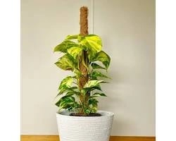 Golden Pothos money plant with green and golden variegated leaves