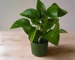 Jade Pothos money plant with solid green leaves