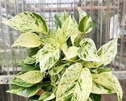 Marble Queen Pothos money plant with green and white variegated leaves