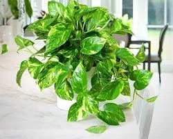 Healthy Money Plant growing indoors in a decorative planter
