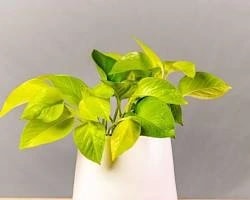 Neon Pothos money plant with bright green leaves