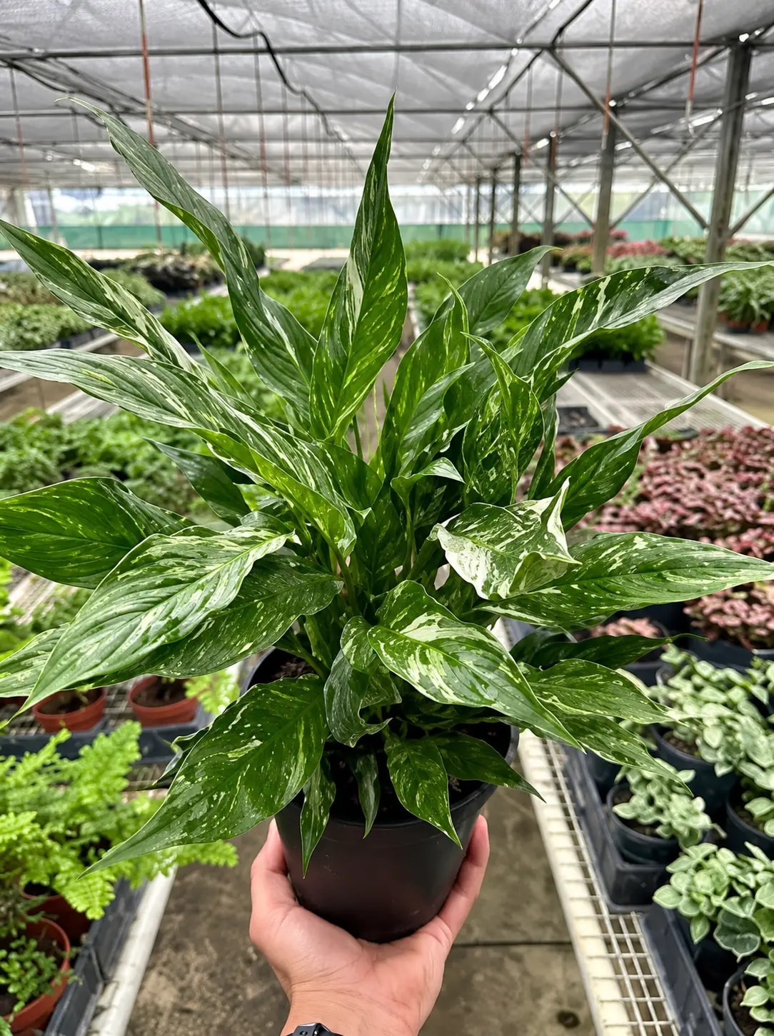 Domino Peace Lily with patterned foliage