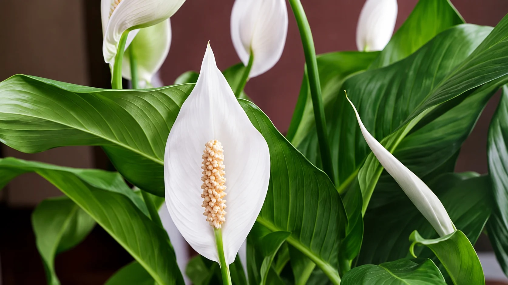 Healthy Peace Lily in an indoor decorative pot