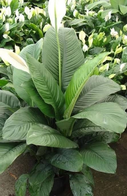 Sensation Peace Lily with broad green leaves
