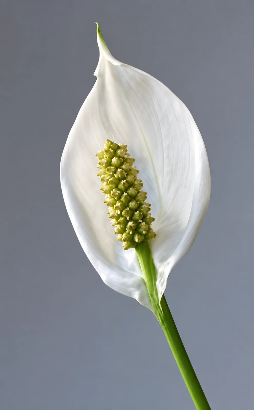 Spathiphyllum wallisii Peace Lily growing indoors