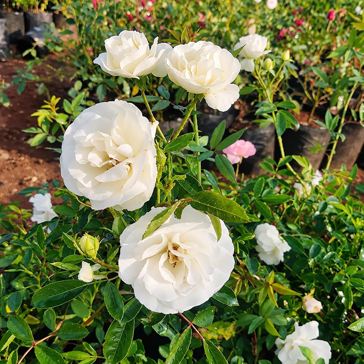 Floribunda rose growing outdoors with multiple flowers