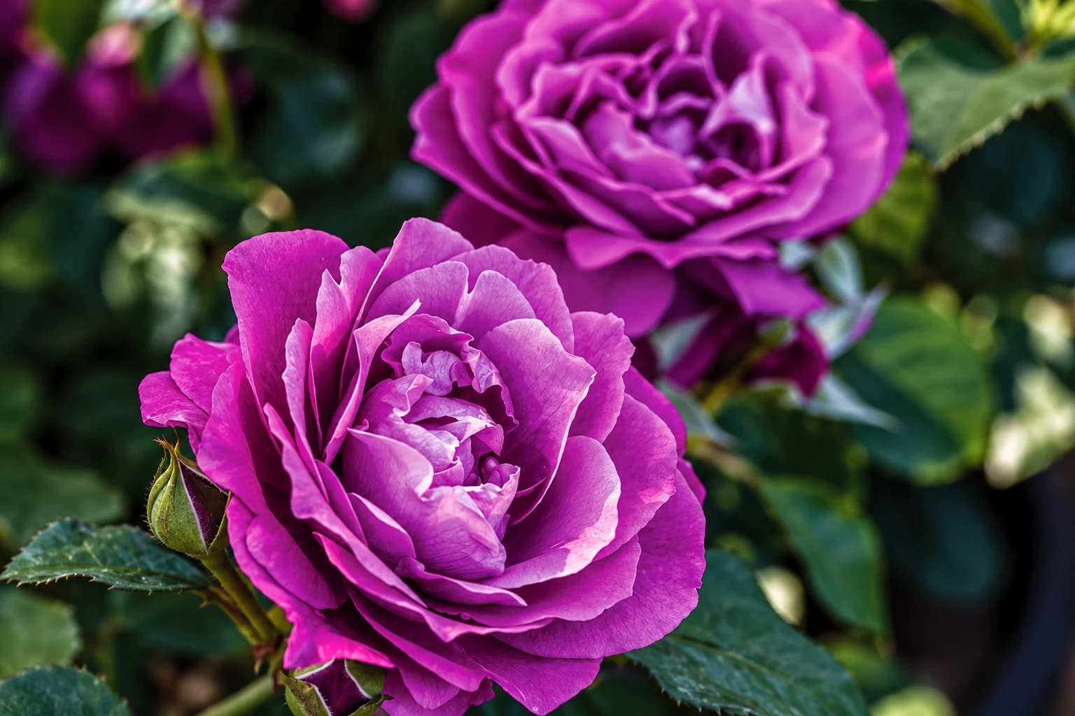 Hybrid Tea rose with a colourful flower