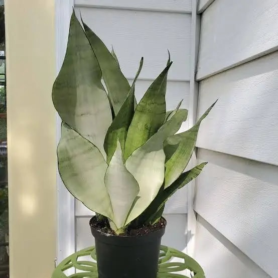 Snake Plant Moonshine variety with silvery green leaves