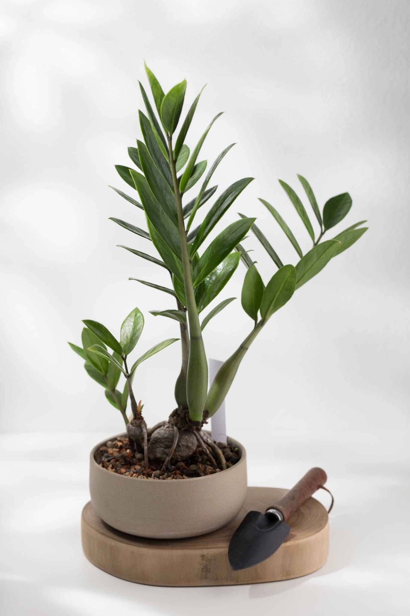 Green ZZ Plant with glossy green foliage