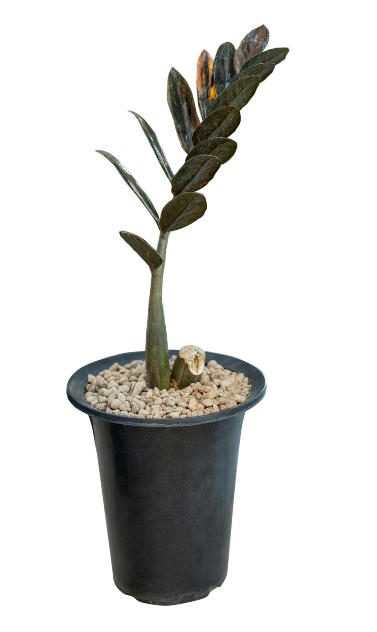 Raven ZZ Plant with dark glossy foliage