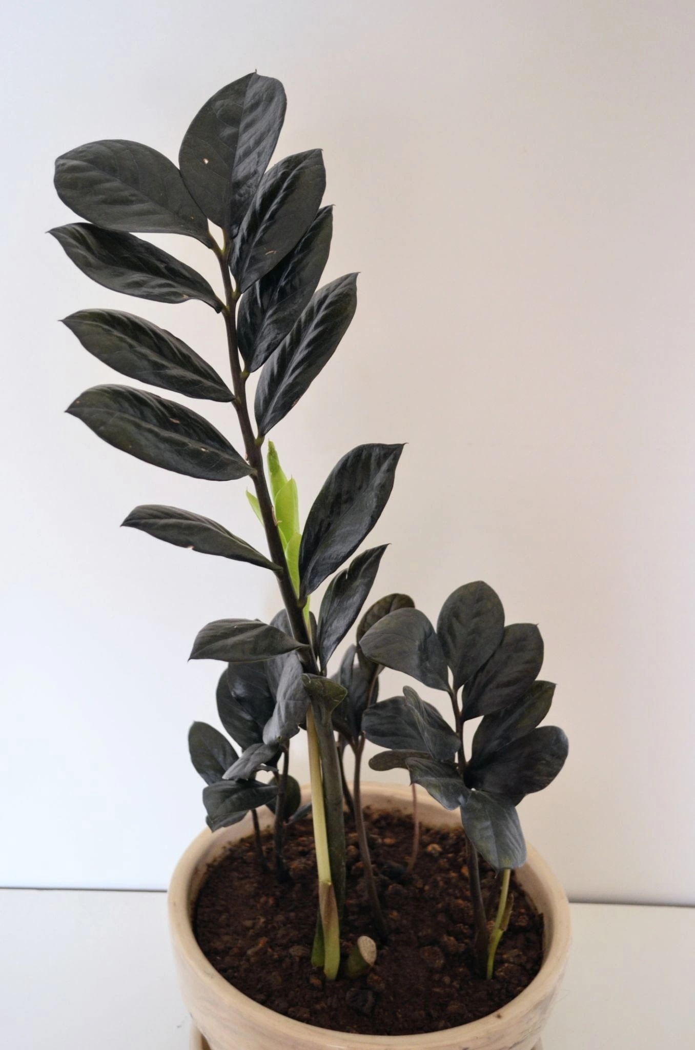 Supernova ZZ Plant with dark foliage