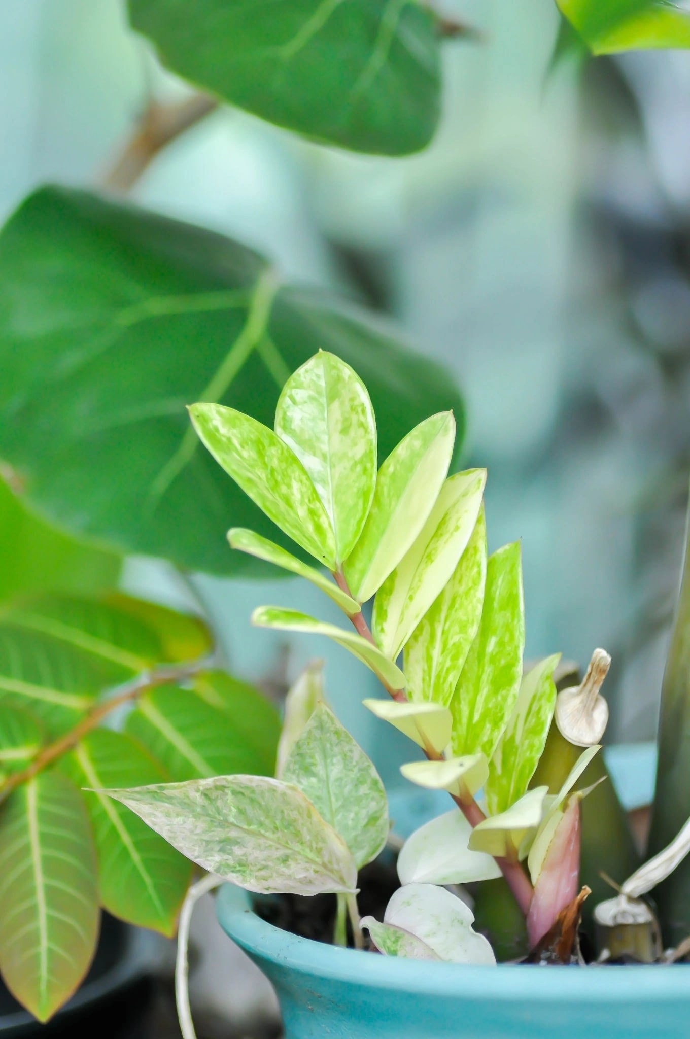 Variegated ZZ Plant with patterned foliage